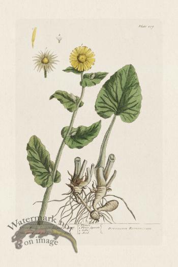 BEE 239 Great Woolfs-bane